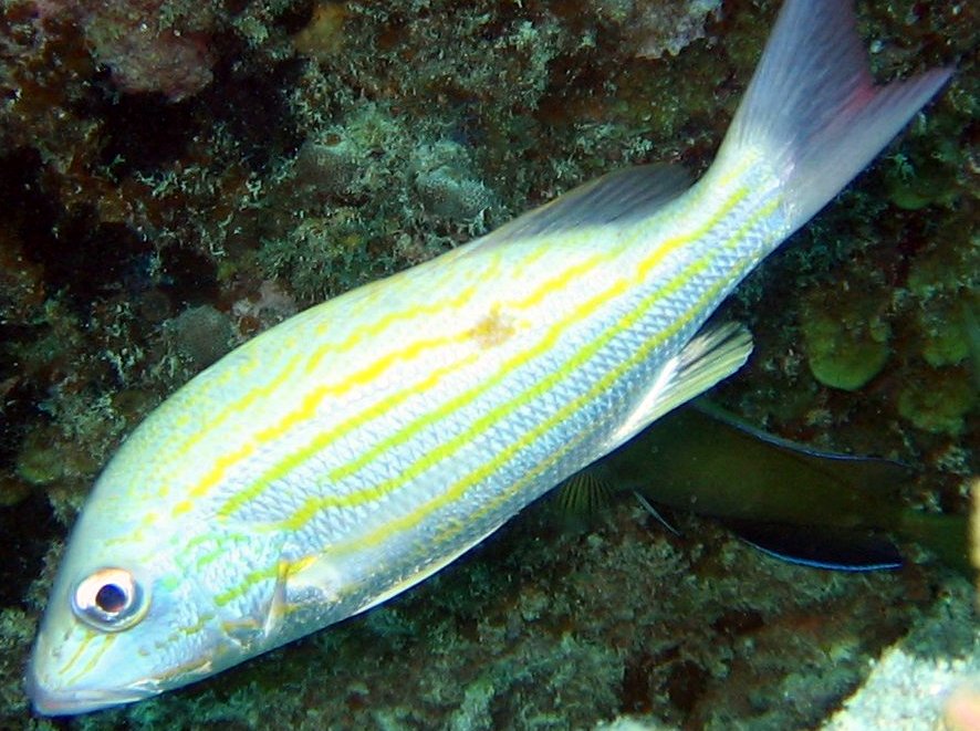 Lutjanus synagris